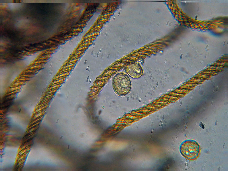 Ma non spariscono mai ?